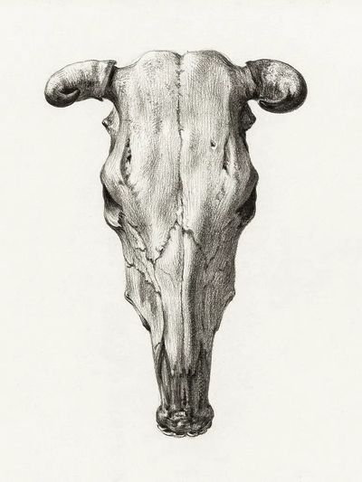 Skull cow (1816) Jean Bernard. poster print