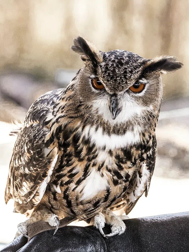 Great Horned Owl Photography Poster. poster — animals art