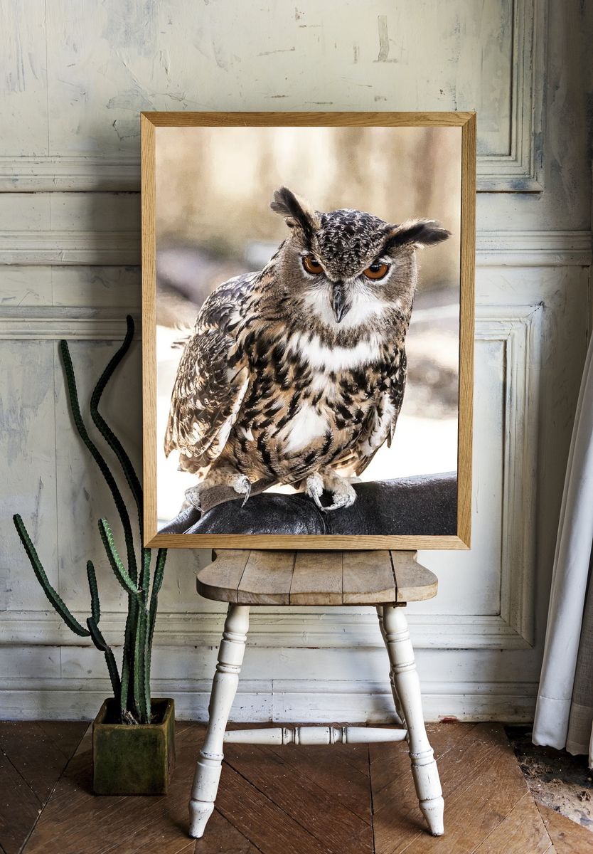Great Horned Owl Photography Poster. — room view 1