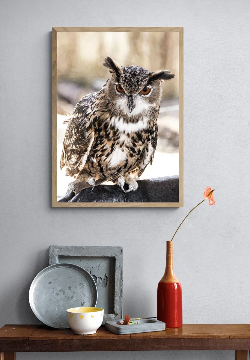 Great Horned Owl Photography Poster. — room view 3