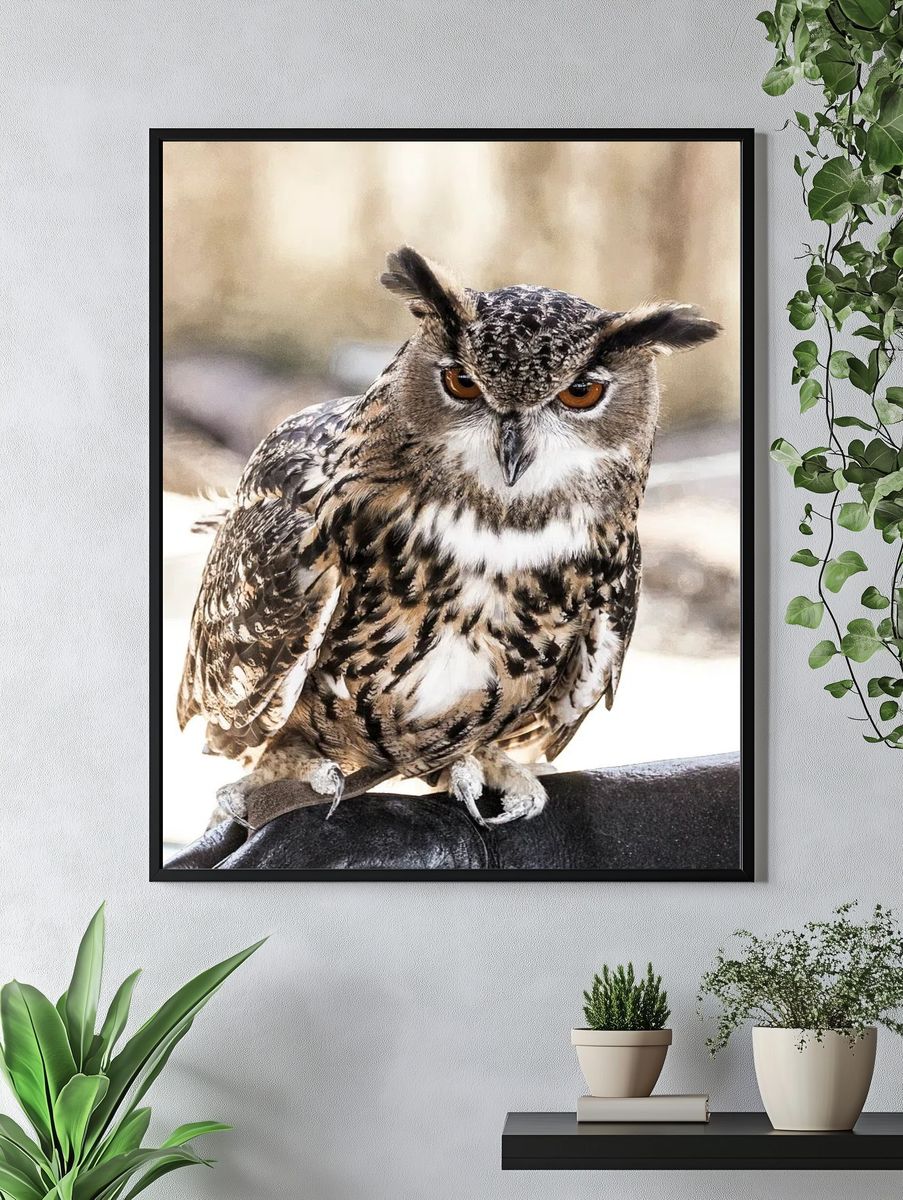 Great Horned Owl Photography Poster. — room view 4