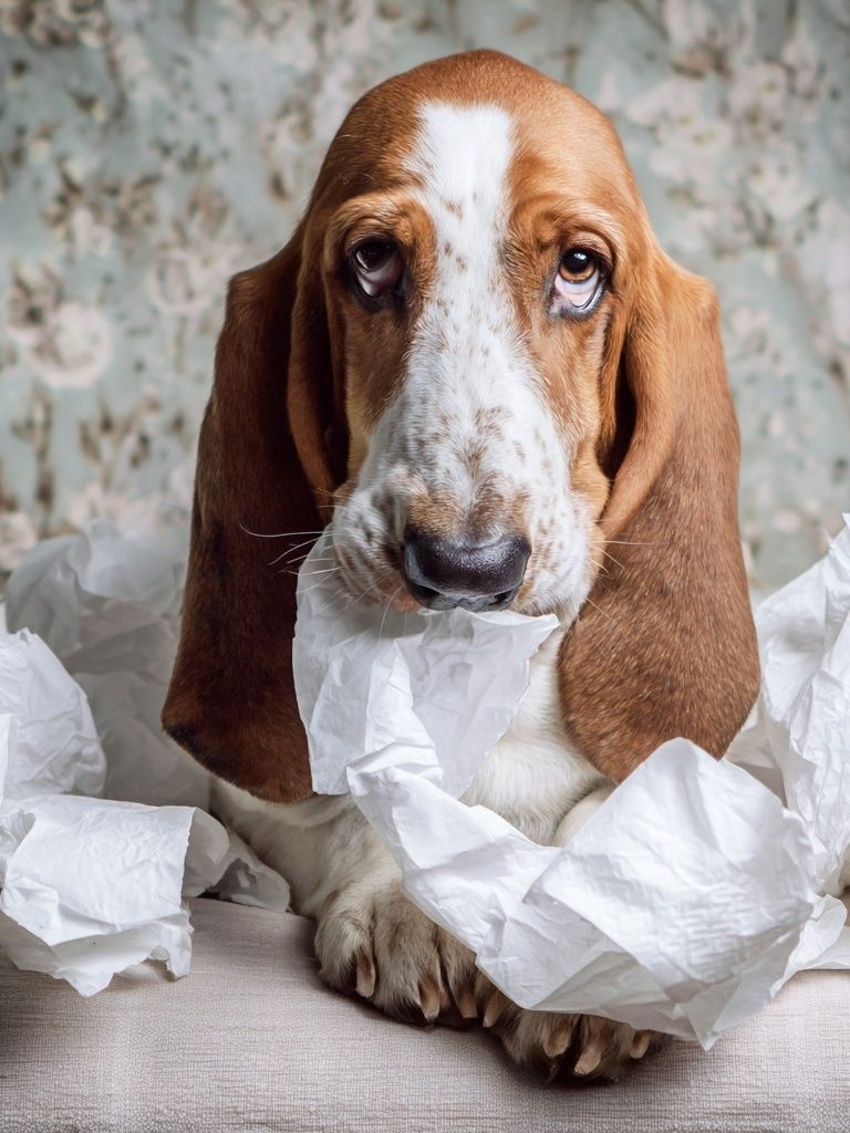 Basset Hound Portrait Photography Poster. poster — animals art