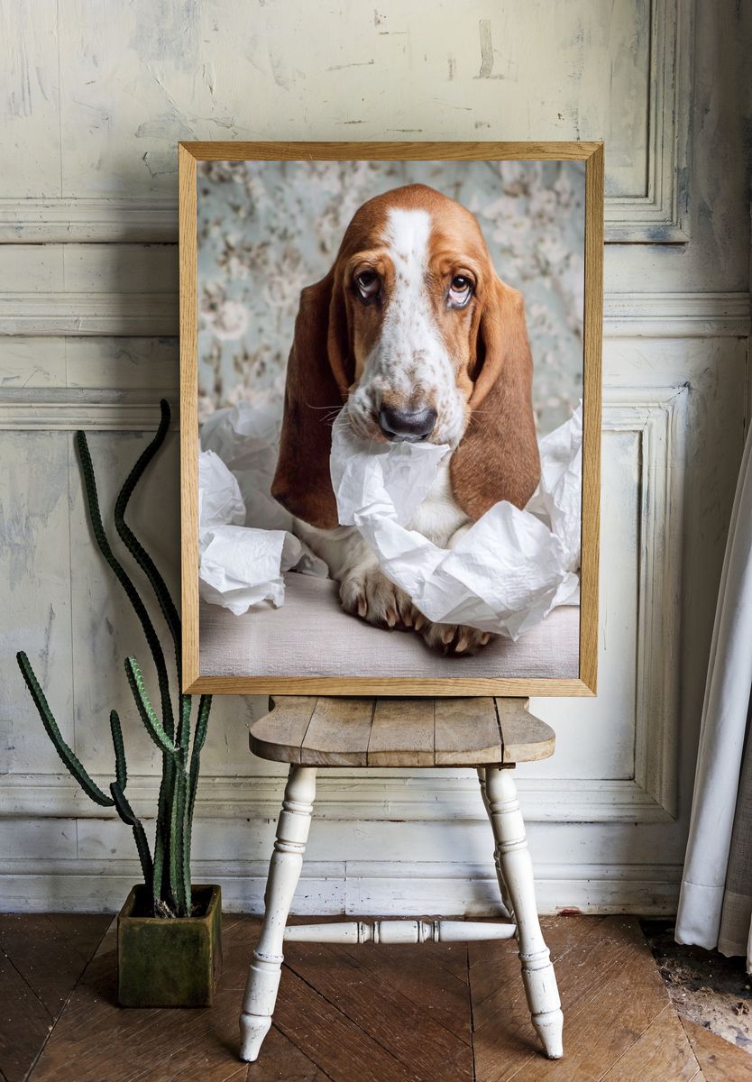 Basset Hound Portrait Photography Poster. — room view 1