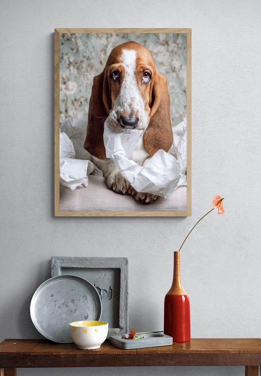 Basset Hound Portrait Photography Poster. — room view 3