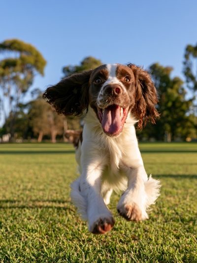 Happy Spaniel Run Photography Poster.