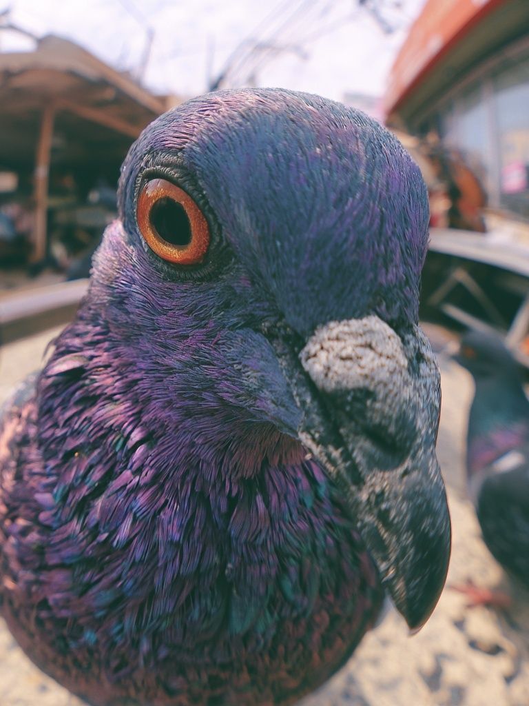 Pigeon Close-Up Photography Poster. poster detail
