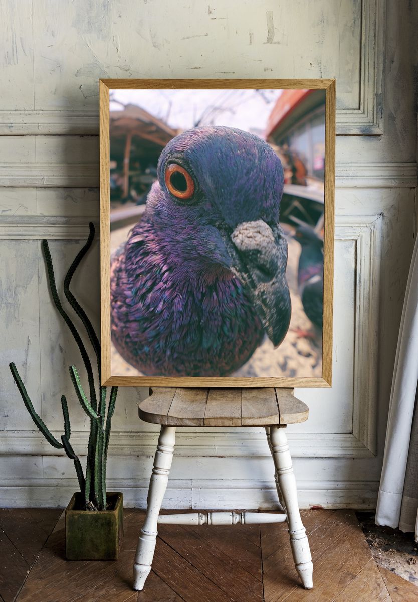 Pigeon Close-Up Photography Poster. — room view 1