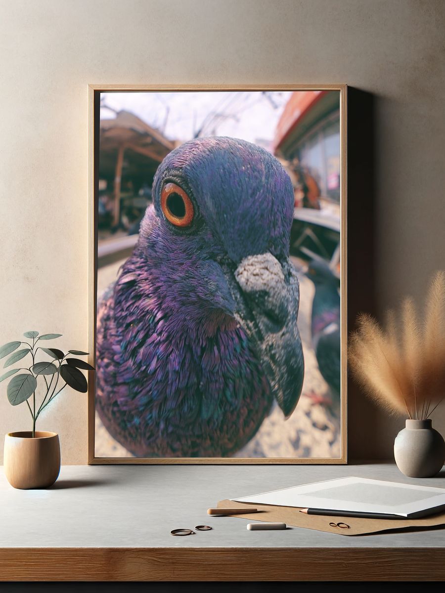 Pigeon Close-Up Photography Poster. — room view 2