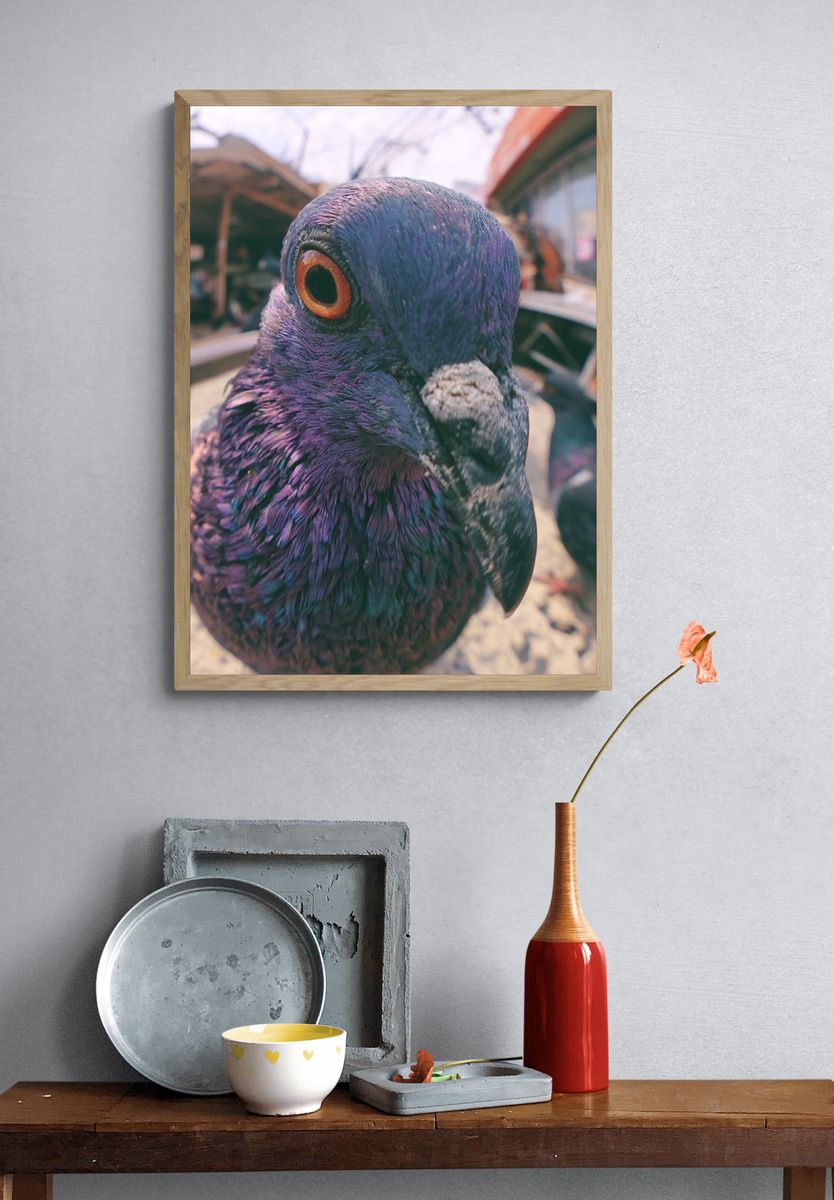 Pigeon Close-Up Photography Poster. — room view 3