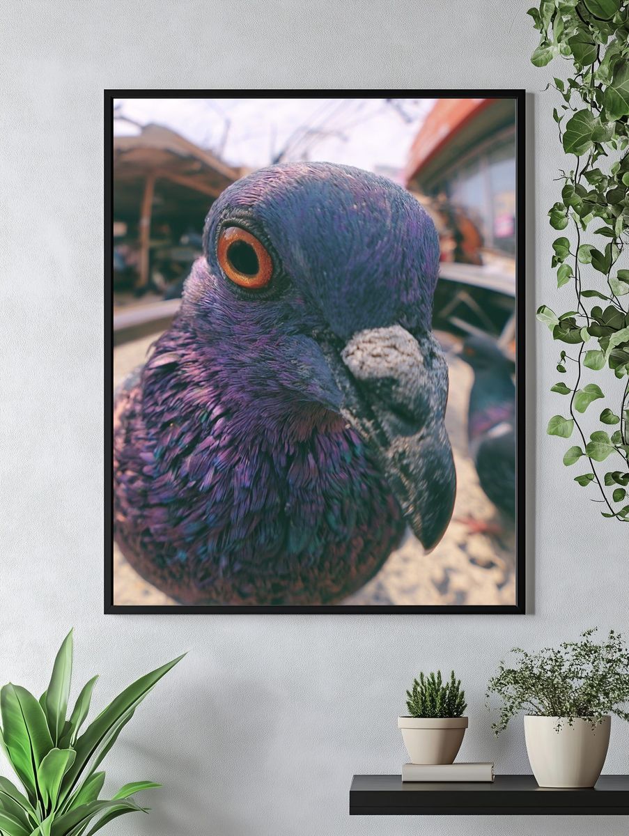 Pigeon Close-Up Photography Poster. — room view 4