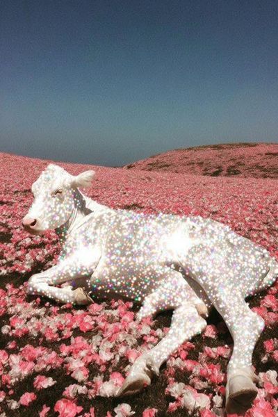 Sparkling Cow in Flower Field Print. poster