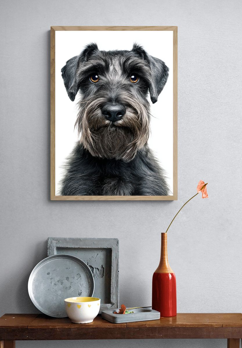Schnauzer Portrait Photography Poster. — room view 3