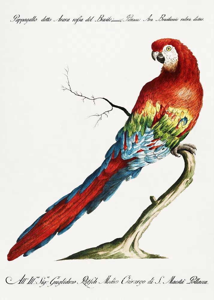 Pappagallo detto arara rossa del. poster — animals art