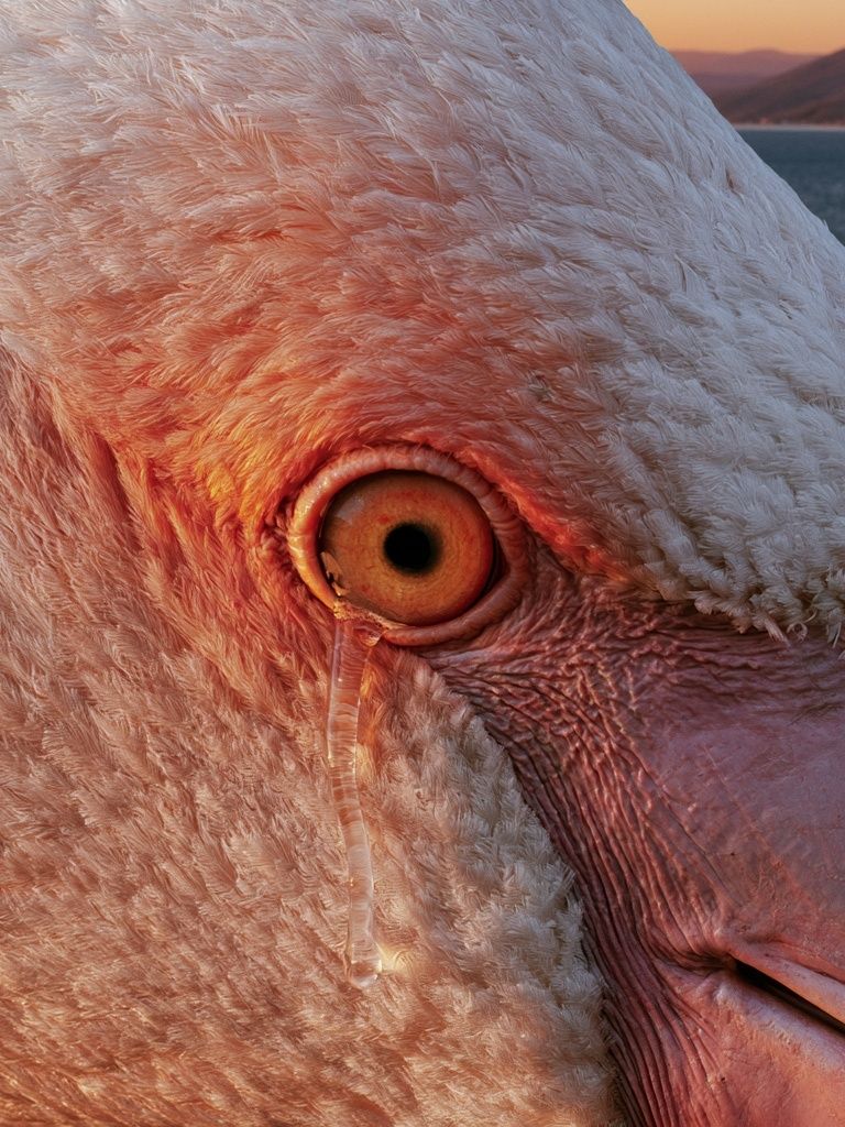 Flamingo Close-Up Photography Poster. poster detail