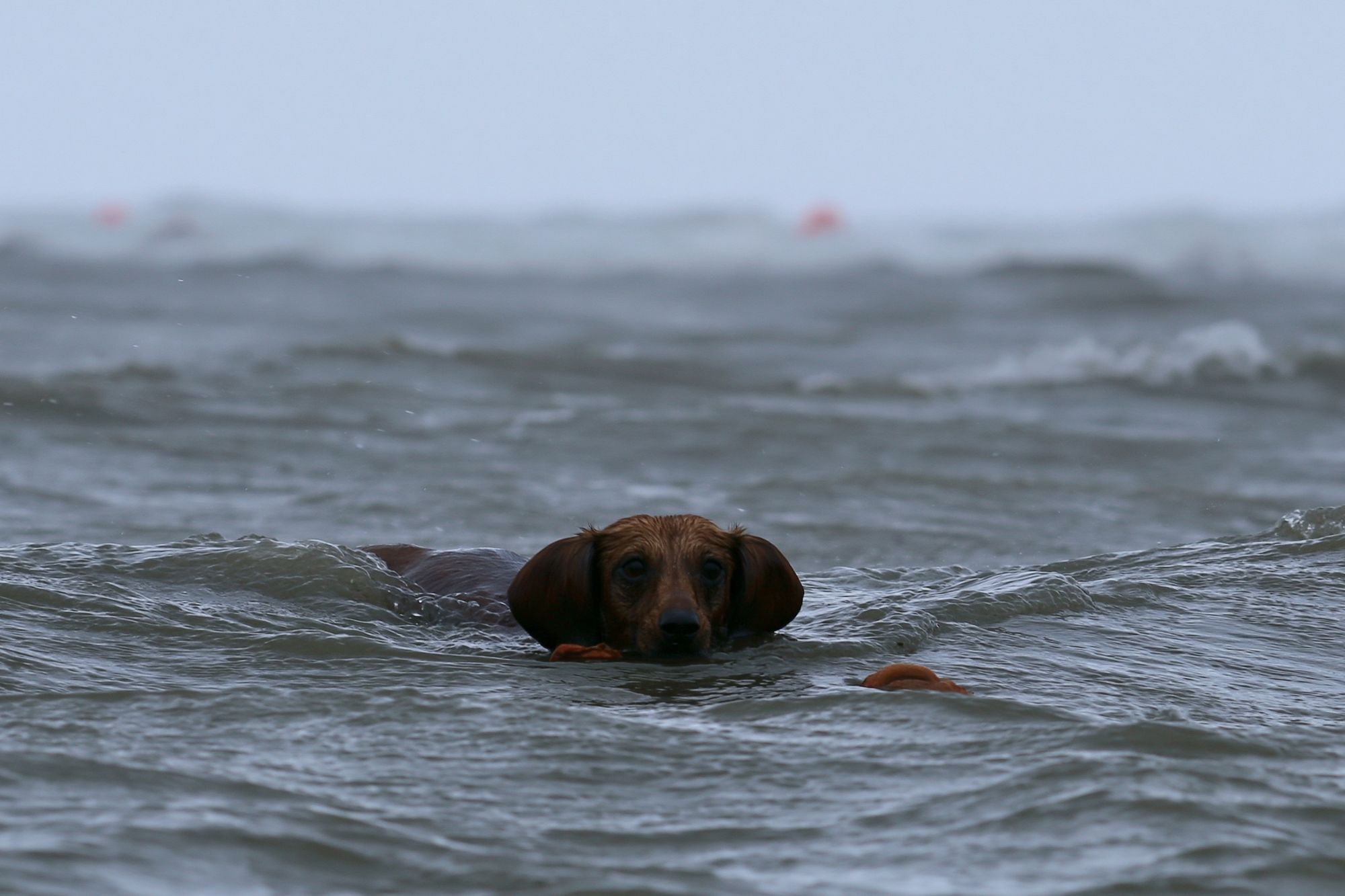 Dachshund in the Sea Photography Poster. poster detail