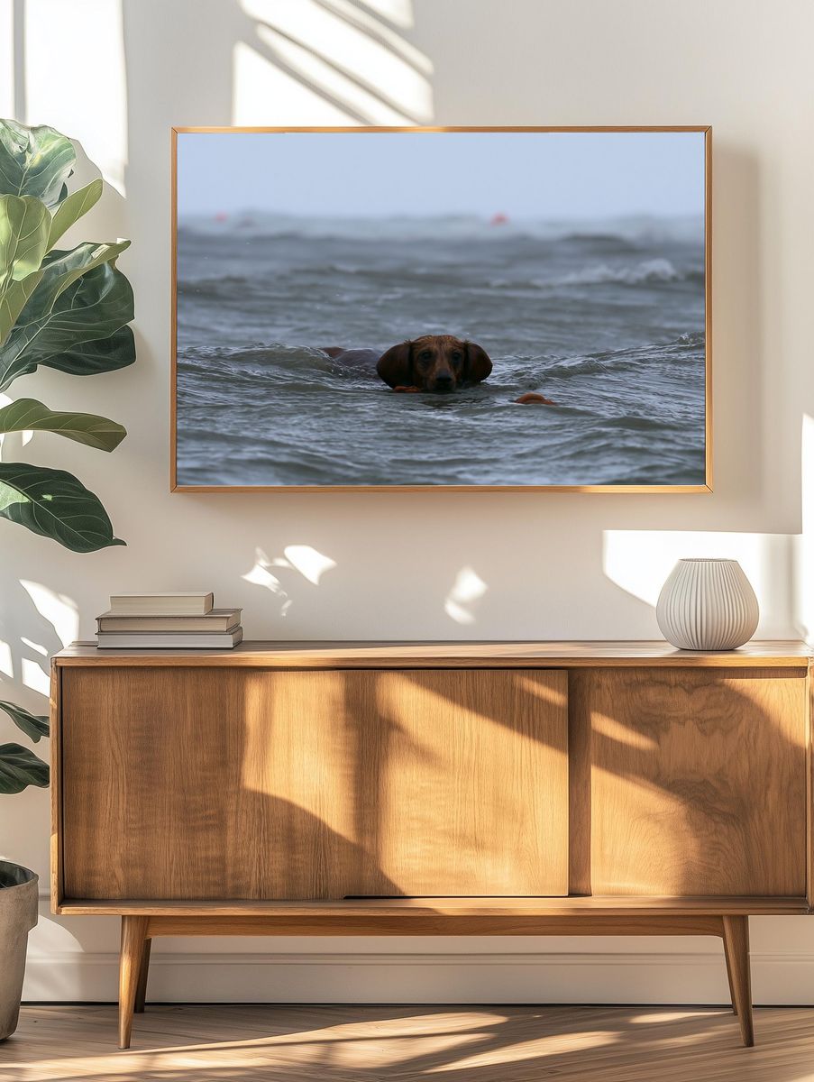 Dachshund in the Sea Photography Poster. — room view 3