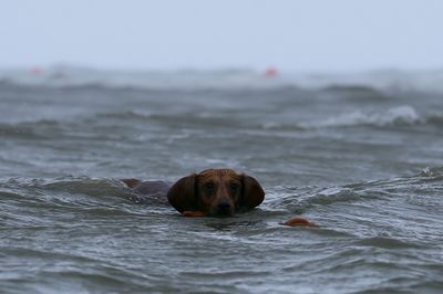 Dachshund in the Sea Photography Poster.