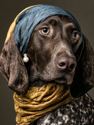 Dachshund Portrait Photography Poster.