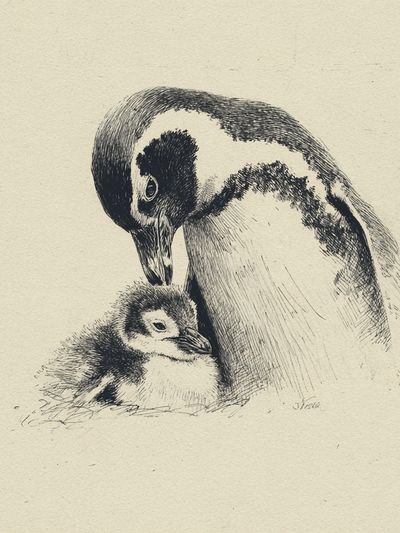 Penguin Parent and Chick Ink Print. poster