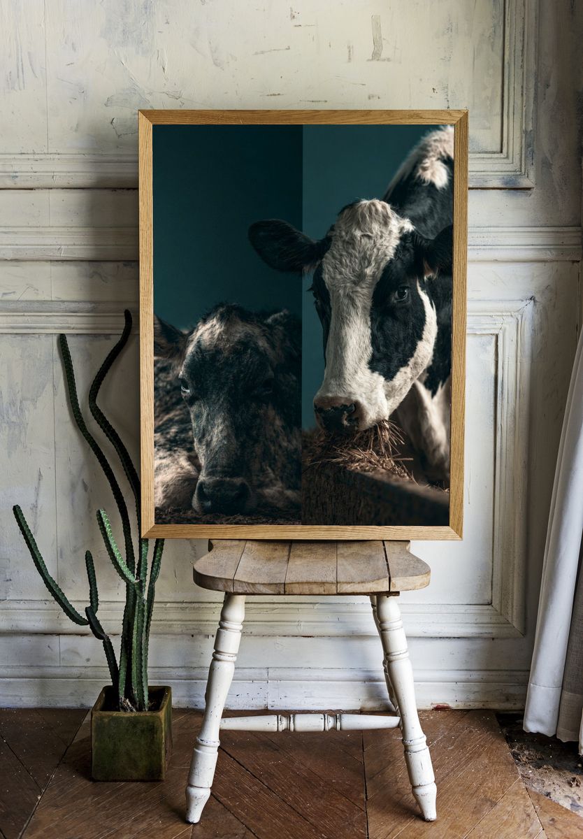 Cattle Portrait Photography Poster. room preview