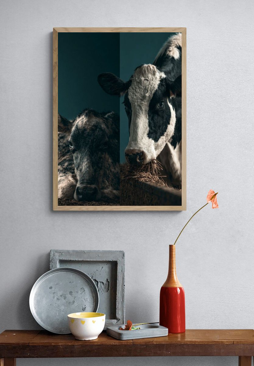 Cattle Portrait Photography Poster. — room view 3