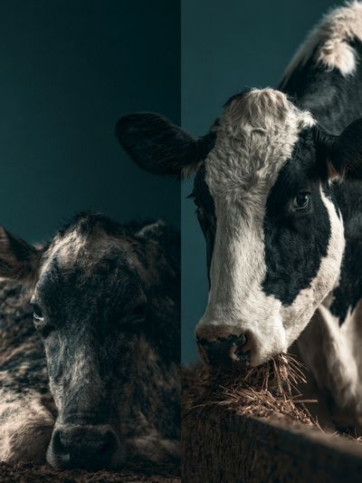 Cattle Portrait Photography Poster.