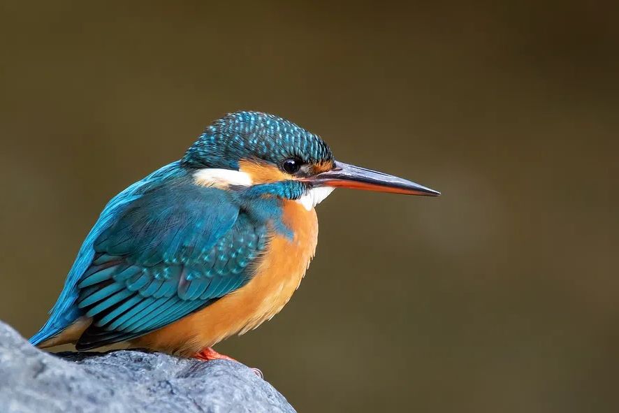 Common kingfisher Japan. poster — animals art