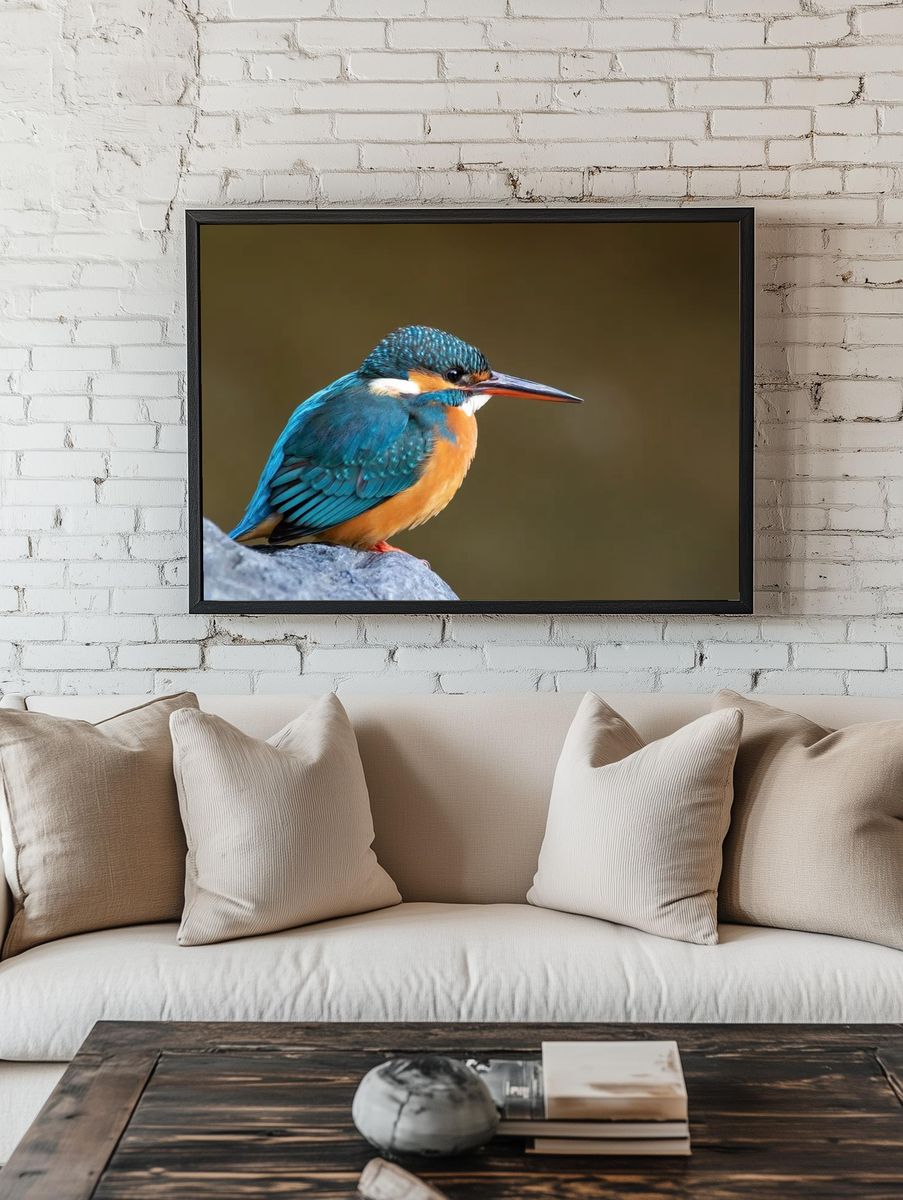 Common kingfisher Japan. — room view 1