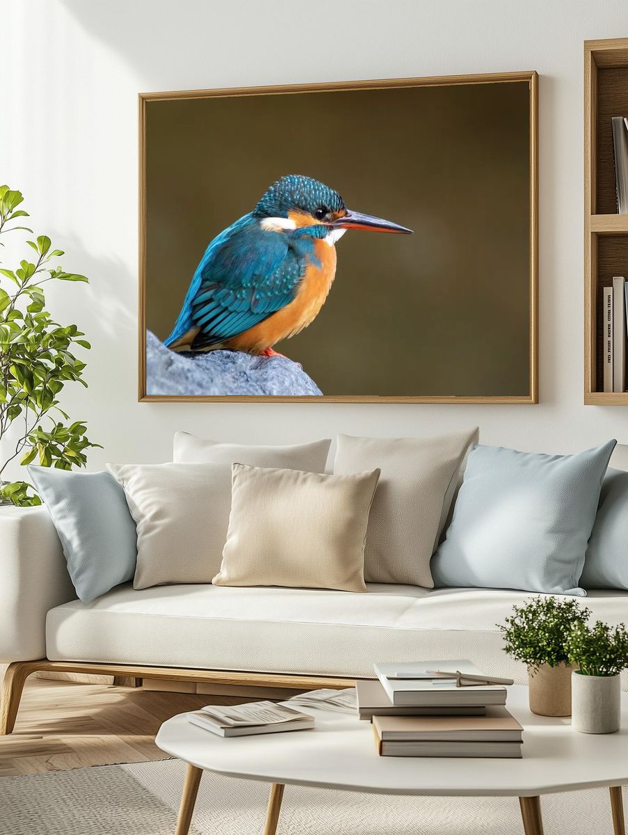 Common kingfisher Japan. — room view 2