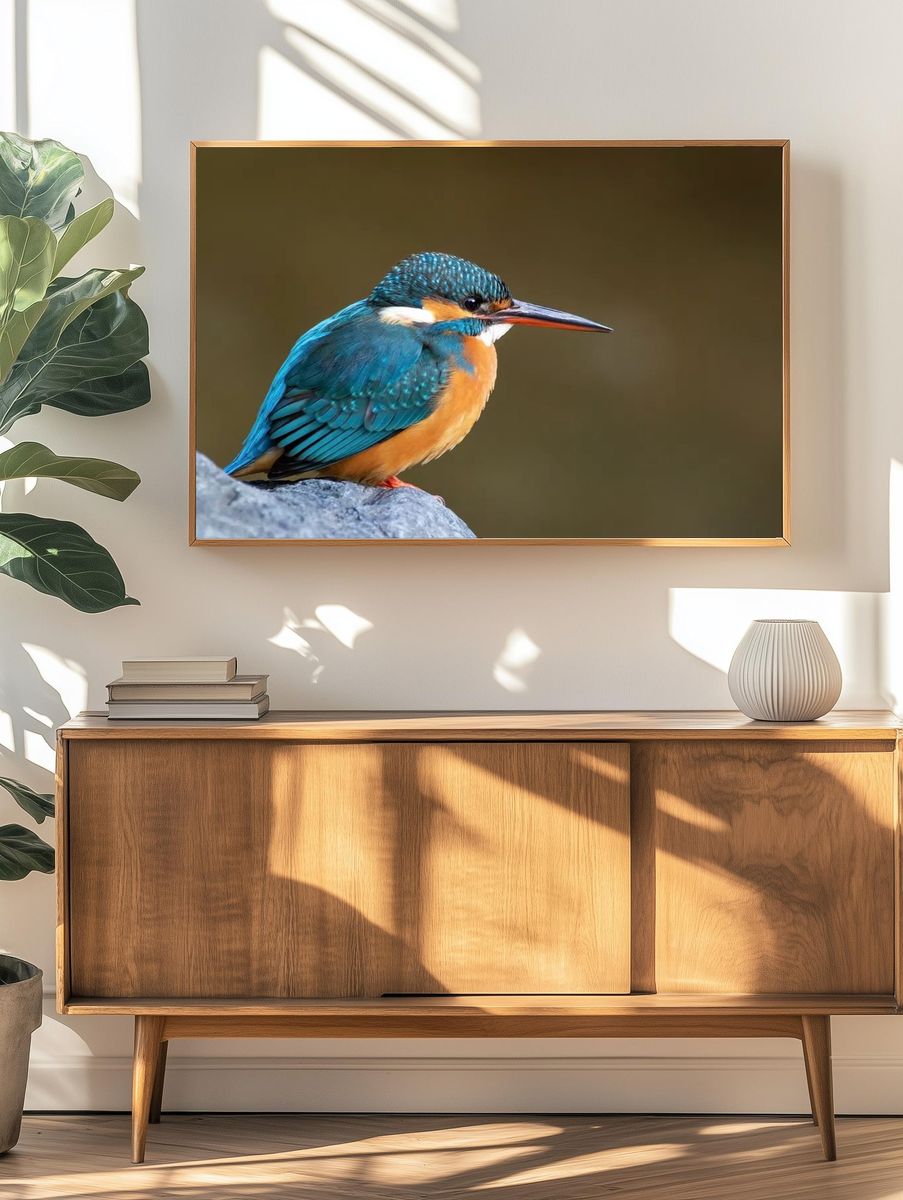 Common kingfisher Japan. — room view 3