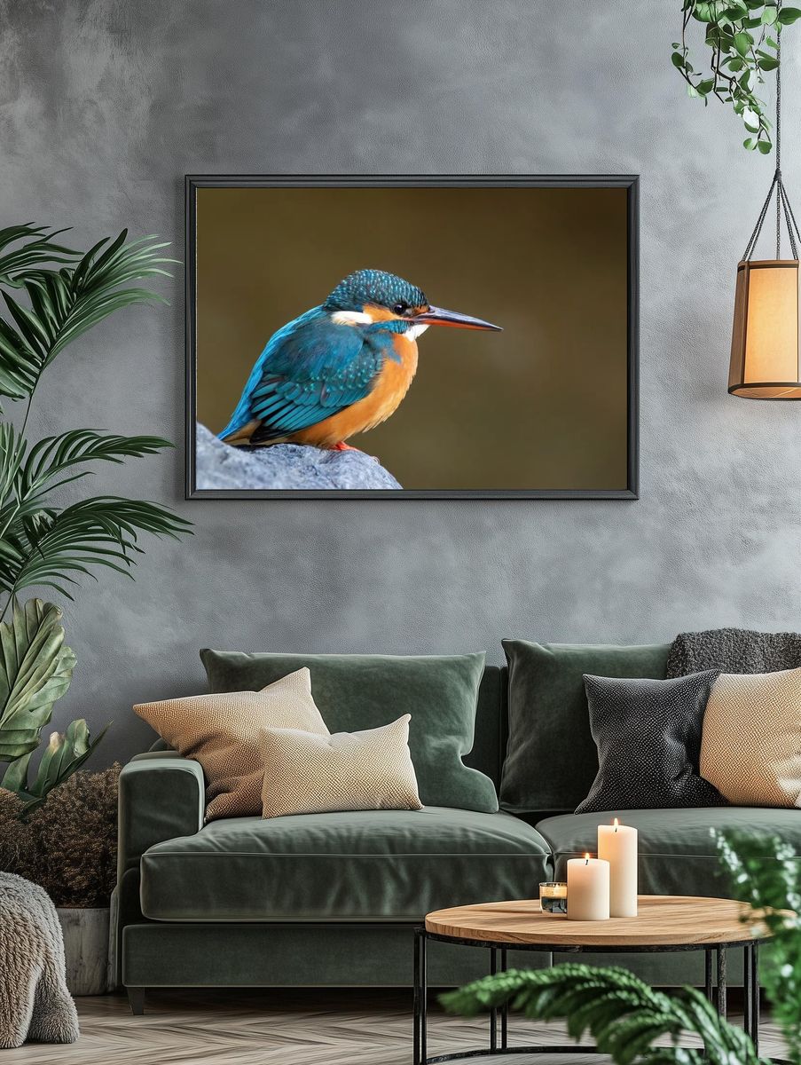 Common kingfisher Japan. — room view 4