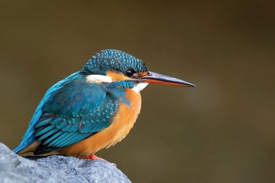 Common kingfisher Japan.