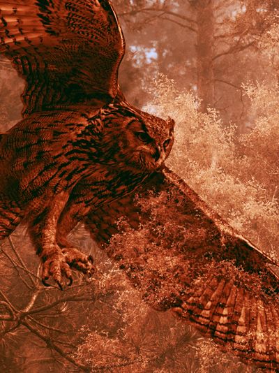 Flying Owl Forest Poster. poster
