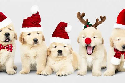 Group adorable Golden Retriever puppies. poster print
