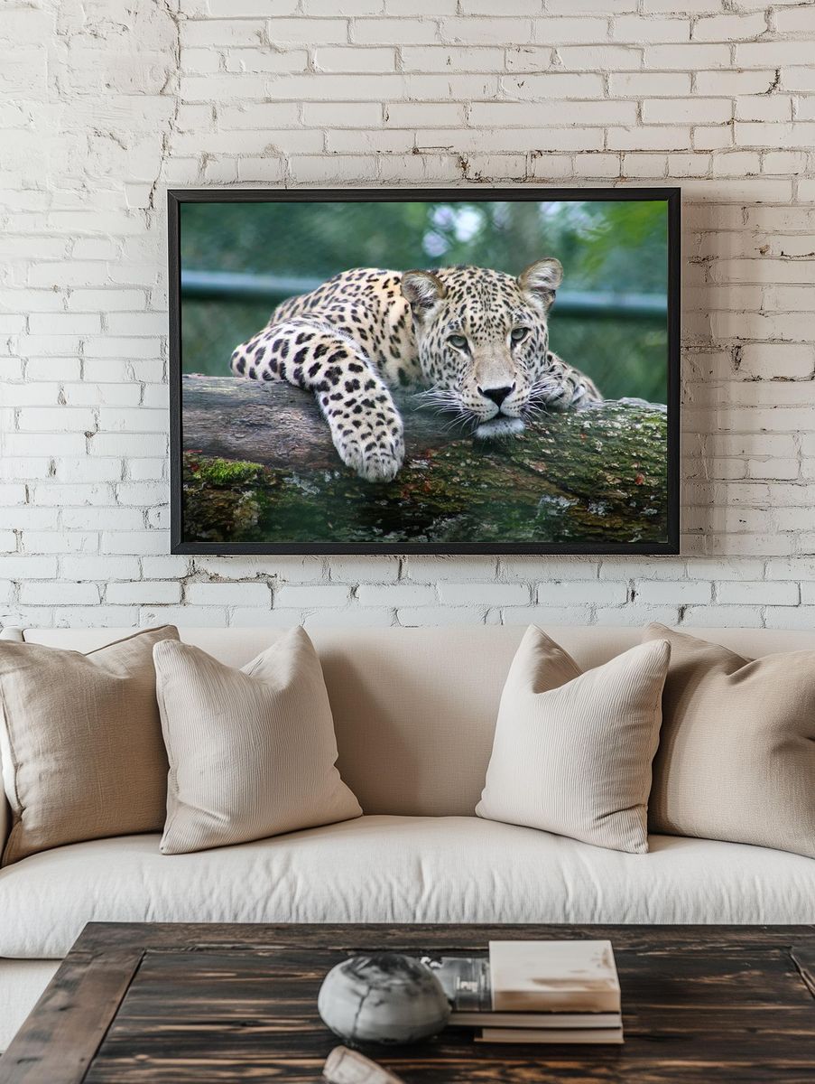 Leopard Relaxing on Log — Animal Photography Poster. — room view 1
