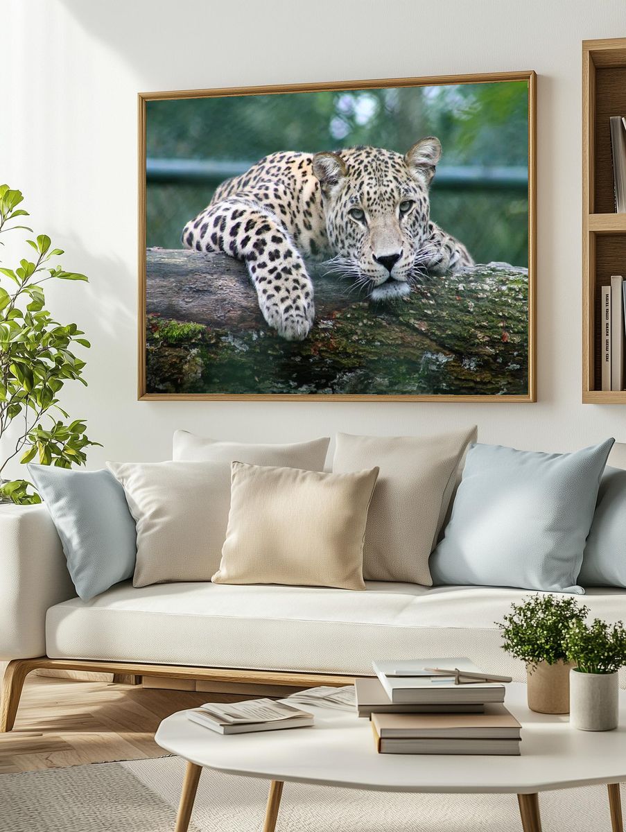 Leopard Relaxing on Log — Animal Photography Poster. — room view 2