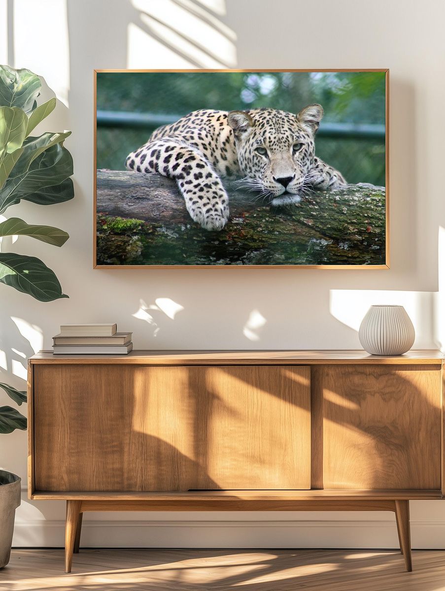 Leopard Relaxing on Log — Animal Photography Poster. — room view 3