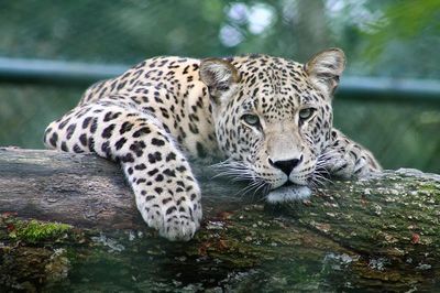 Leopard Relaxing on Log — Animal Photography Poster. poster print
