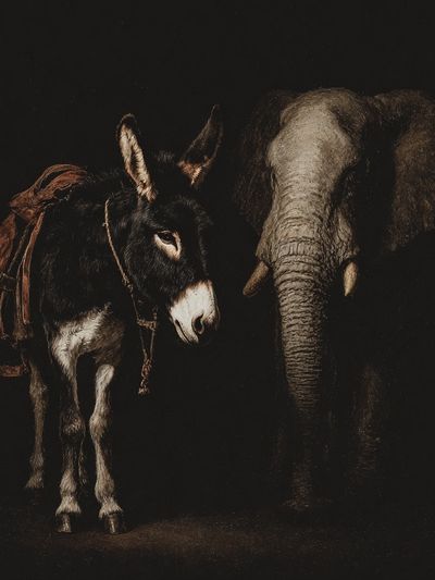 Donkey and Elephant Portrait Print.