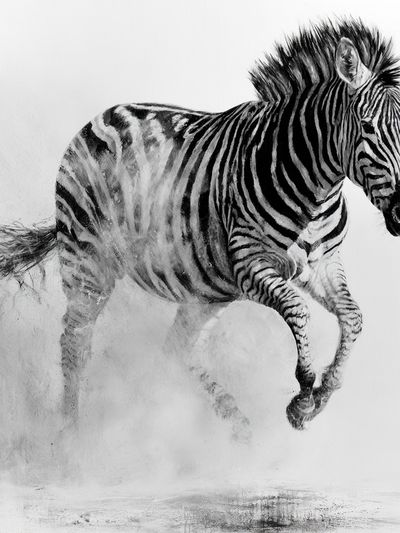 Running Zebra Black-White Poster.