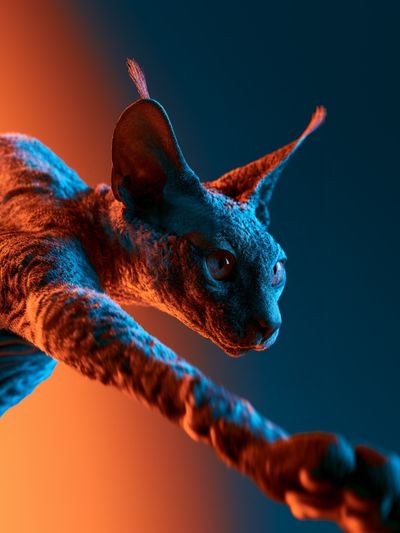 Sphynx Cat Neon Portrait Poster.