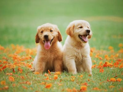 Golden Retriever Puppies — Animal Print. poster print
