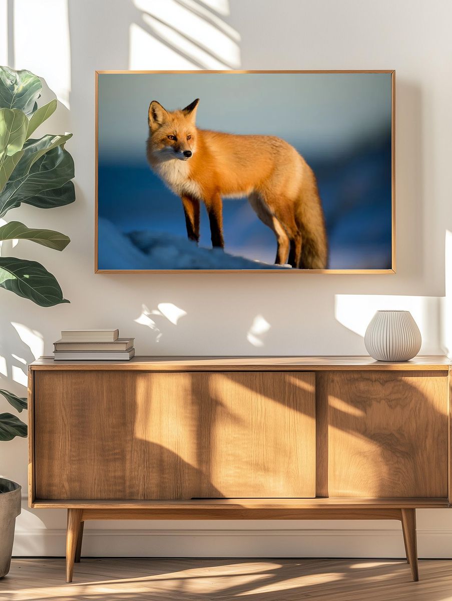 Wild red fox watches prey. — room view 3