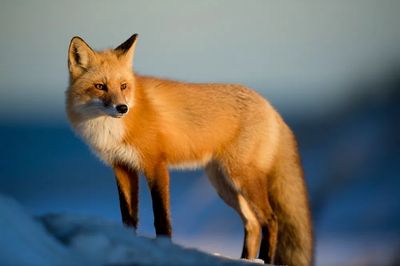 Wild red fox watches prey. poster