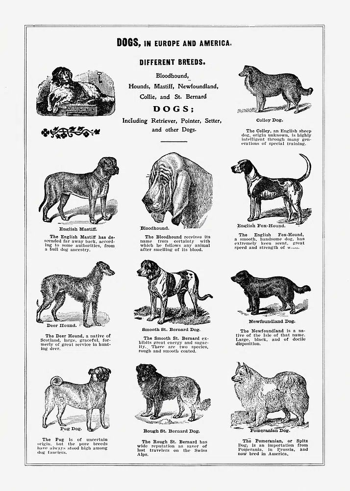 Dog breeds poster. poster — animals art