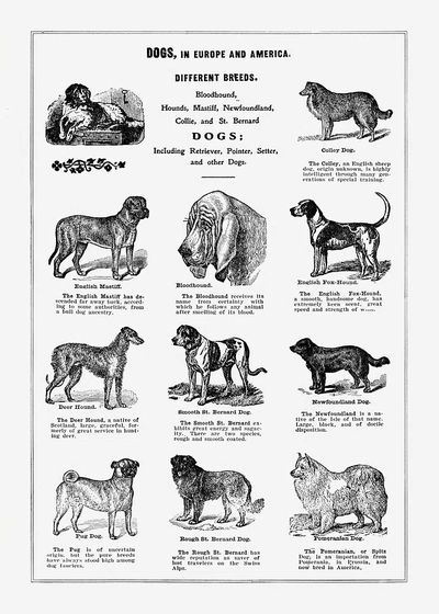 Dog breeds poster. poster