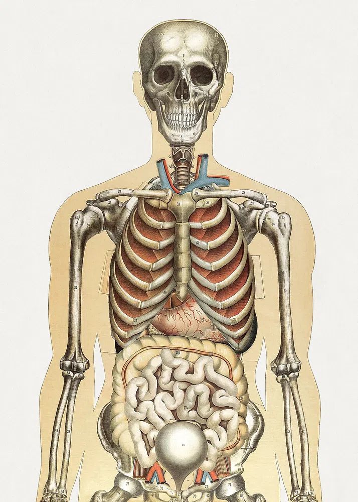 Human Anatomy Illustration Poster. poster — illustration art