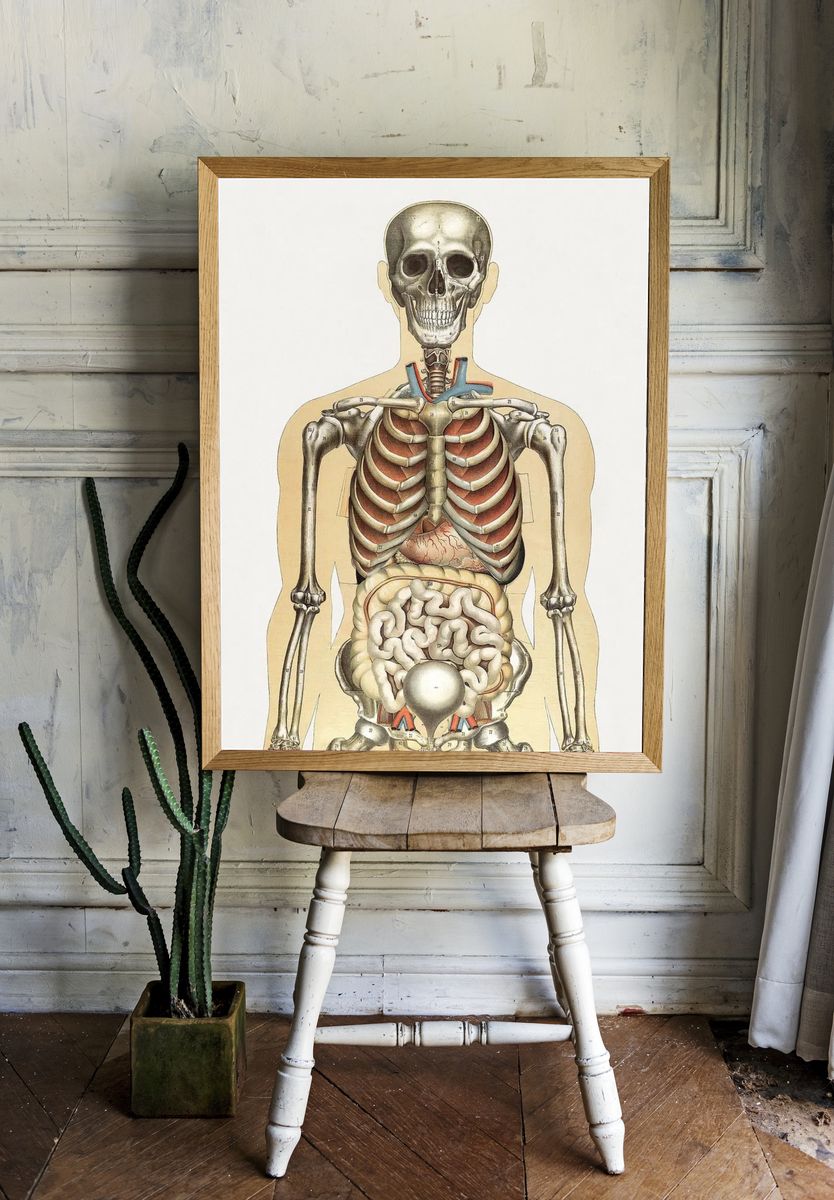 Human Anatomy Illustration Poster. — room view 1