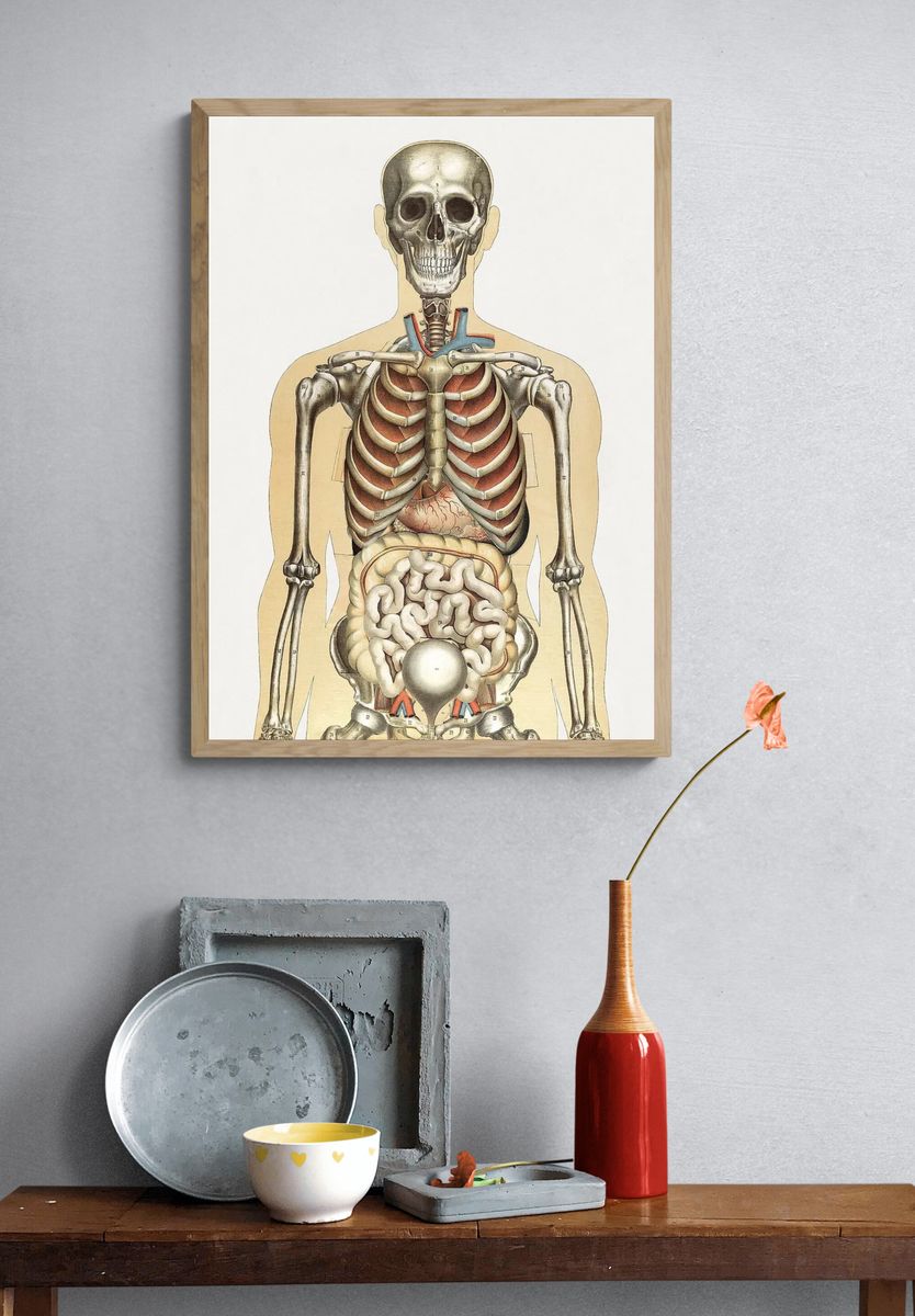 Human Anatomy Illustration Poster. — room view 3