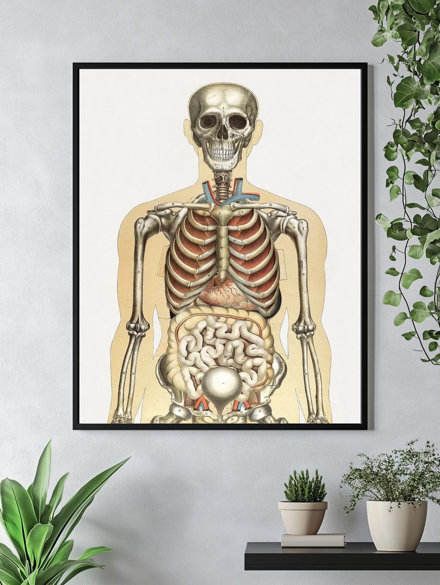 Human Anatomy Illustration Poster. — room view 4